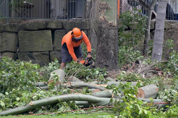 Best Root Management and Removal  in Mukilteo, WA